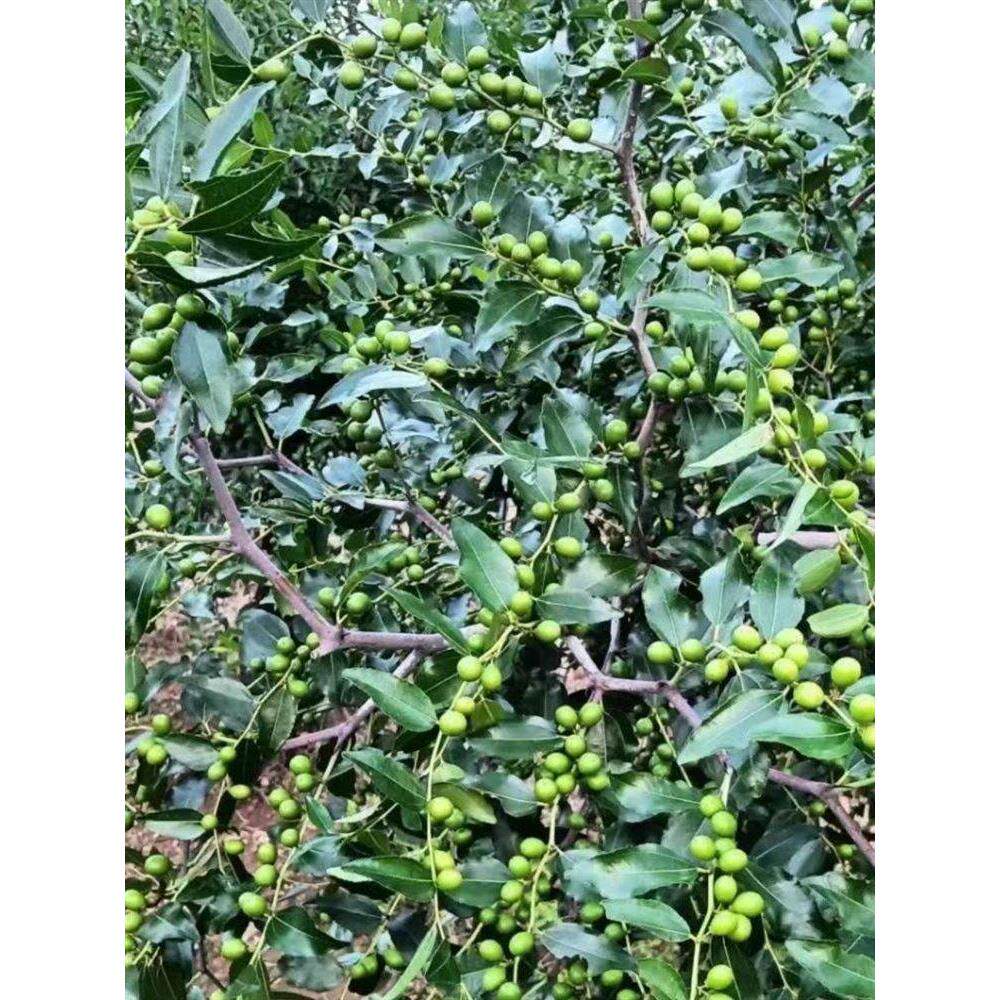 高产优质酸枣树苗冀酸3号双仁酸枣苗山枣树苗地载荒山可当年结果