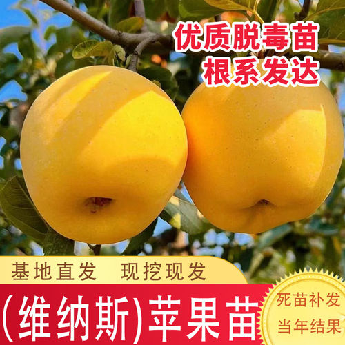 苹果苗嫁接维纳斯特大脆