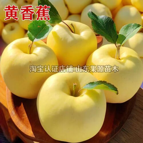 老品种黄香蕉苹果树苗嫁