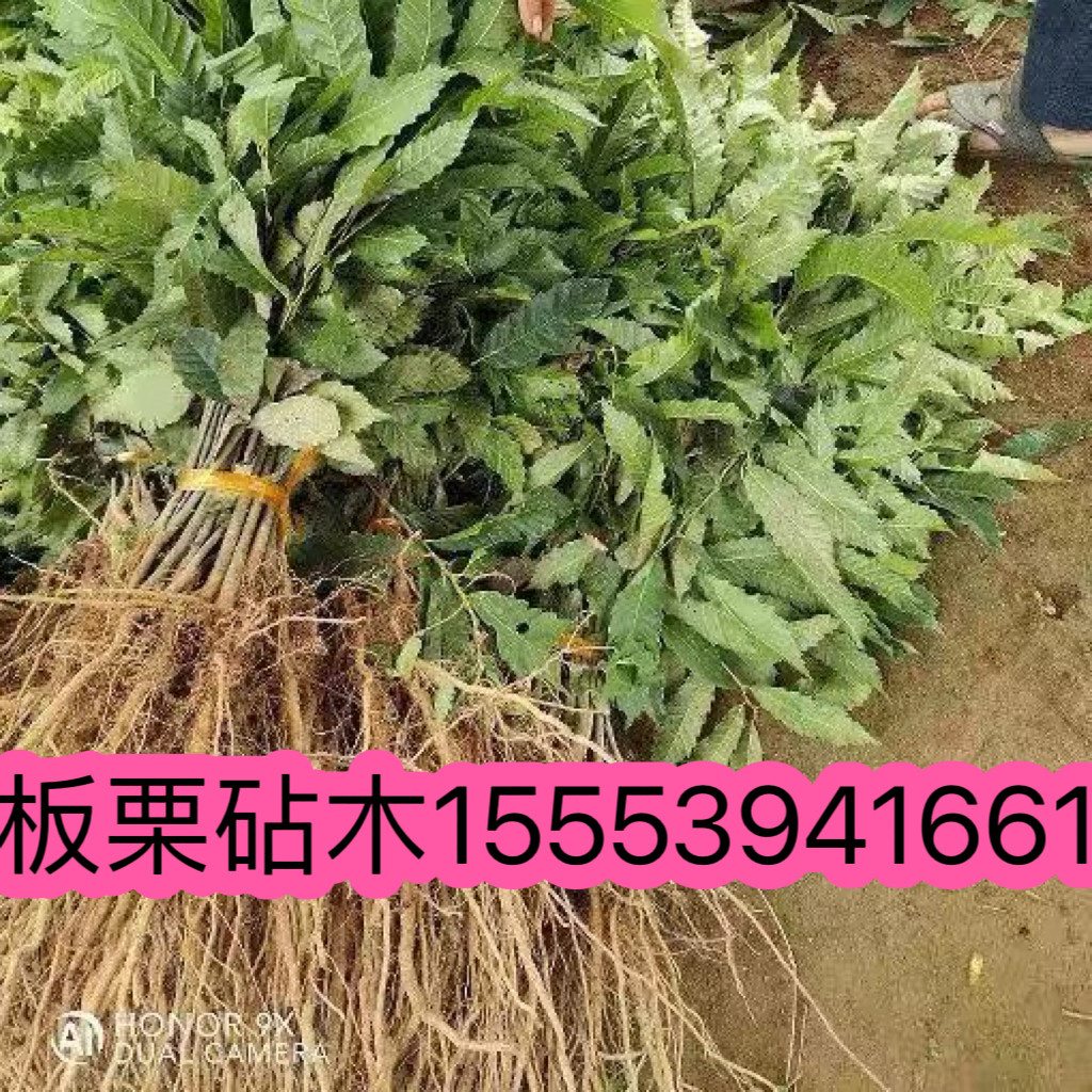 正宗板栗树苗板栗实生苗板栗砧木毛板栗锥栗苗实生苗包邮
