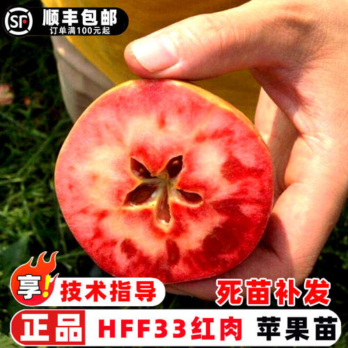 苹果树果苗嫁接HFF33红肉