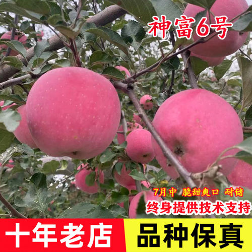 嫁接山东烟台懒富红富士