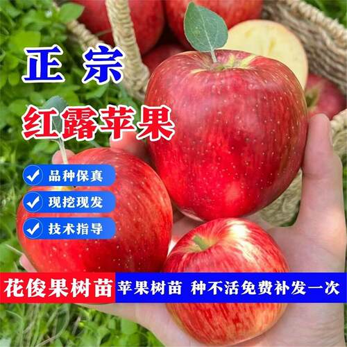 嫁接早熟冰糖心苹果树苗
