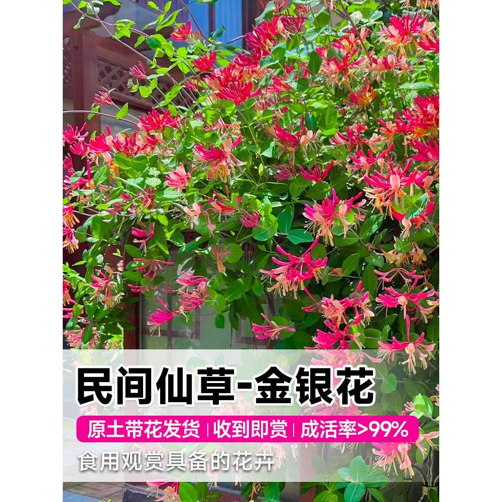 红色金银花树苗可食用药五彩老桩四季开花卉盆栽阳台庭院爬藤植物