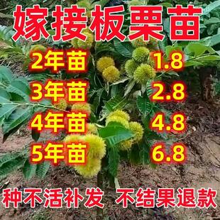板栗苗树嫁接大红袍板栗苗当年结果南北方种植油栗苗迁西板栗树苗