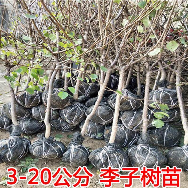 李子树苗特大嫁接蜂糖李青脆李盆栽地栽庭院南北方种植树当年结果