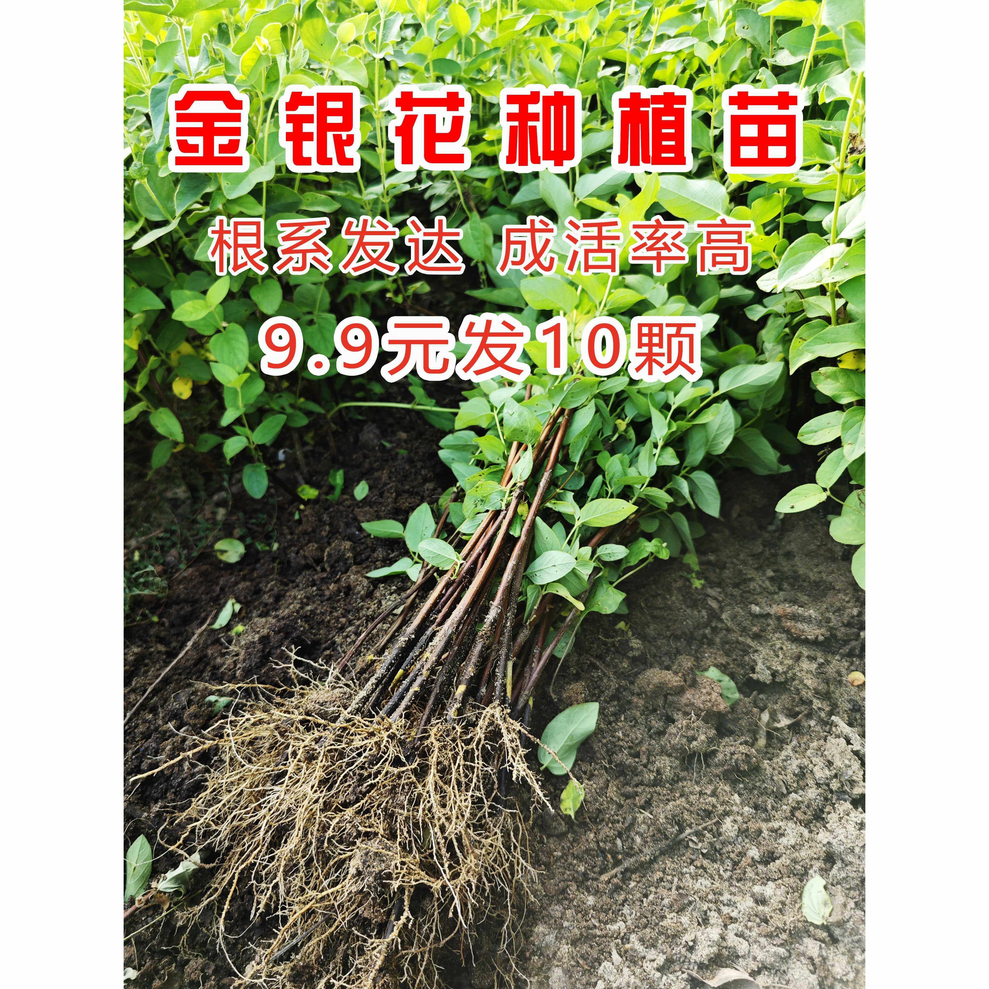 四季金银花树苗种苗小苗种植苗幼苗一年苗四季开花盆栽中药材种籽