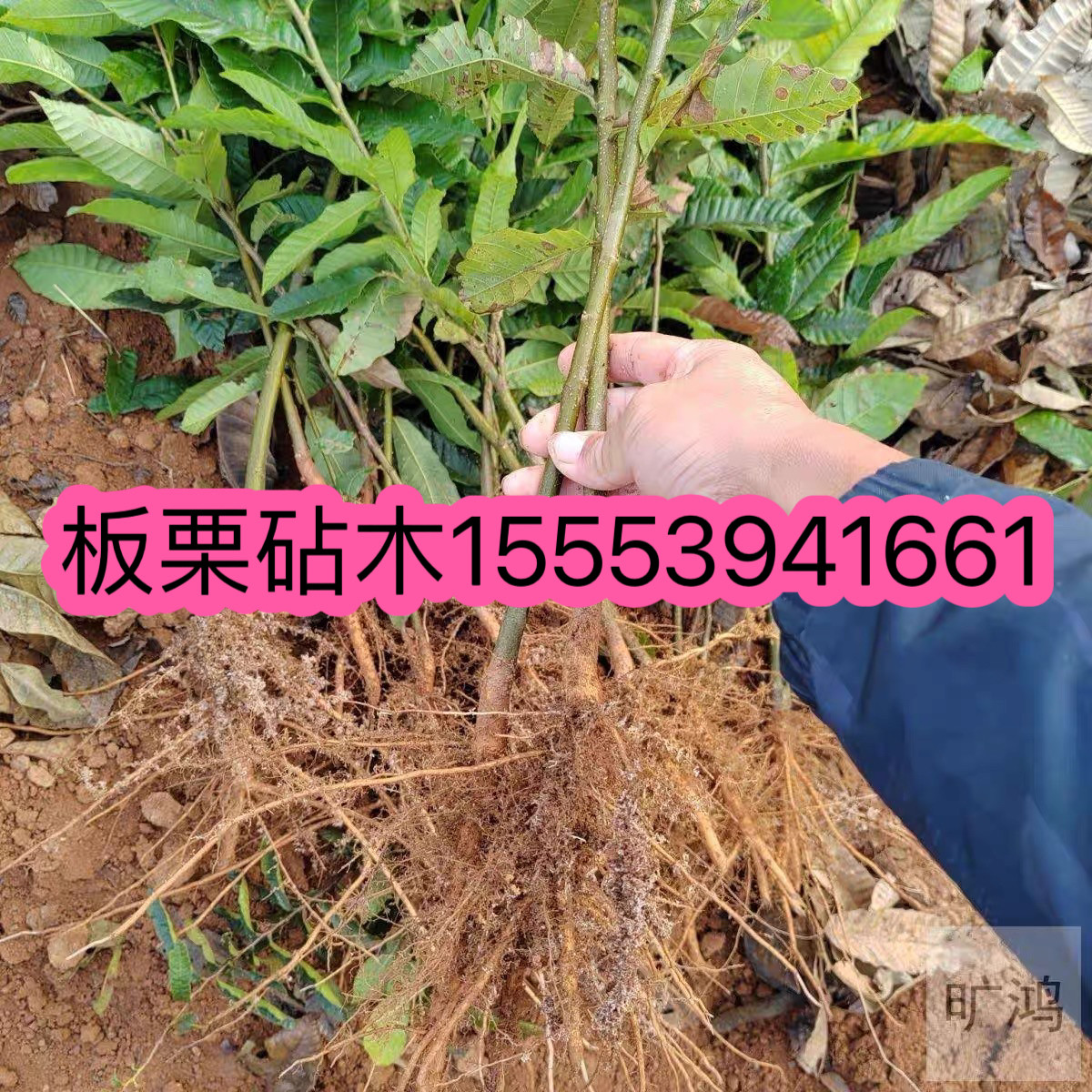 板栗实生苗100棵野生板栗苗锥栗树苗板栗直生苗毛栗树苗板栗砧木