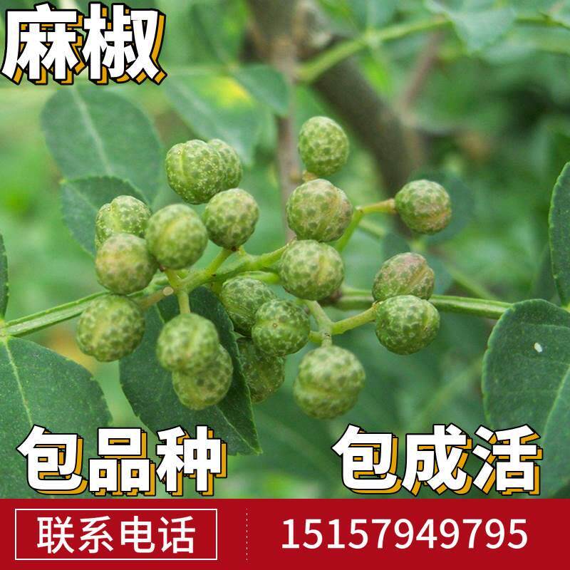麻椒树苗南北方庭院地栽种植青花椒大苗盆栽佐料藤椒小苗当年结果