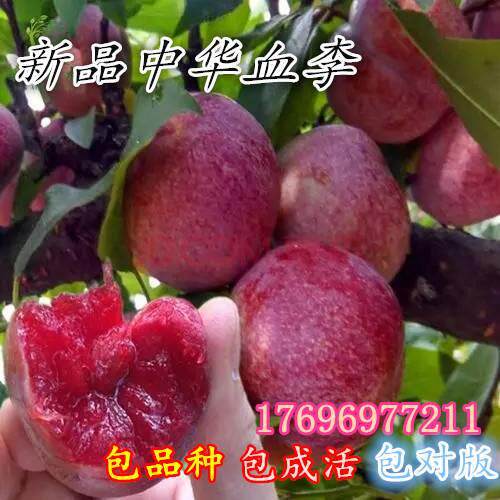 李子树苗嫁接新品种中华血李果树苗南北方早熟种李子苗植地栽盆栽