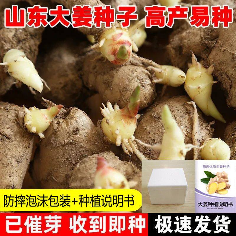 山东生姜种子带芽5斤包邮图片