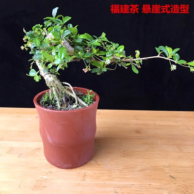新品室内悬崖式盆景植物悬崖小叶福建茶盆景树桩雀梅