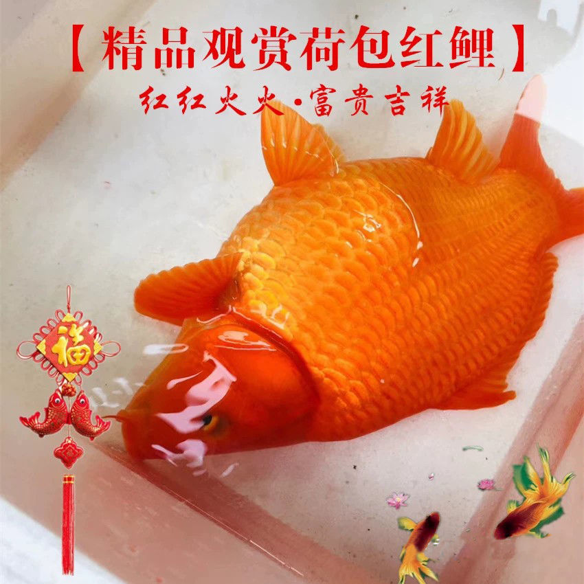 短鲤鱼鲤鱼火红观赏身观赏鲤鱼鲤短鲤红身鲤荷包元宝