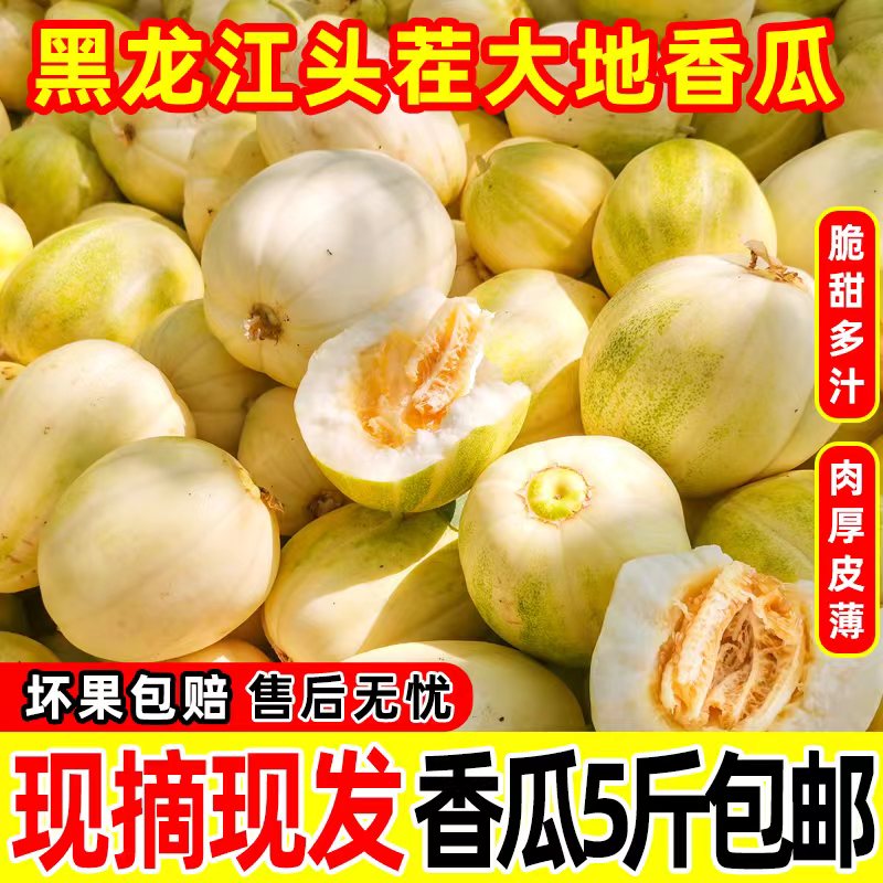 黑龙江头茬香瓜现摘现发脆甜多汁