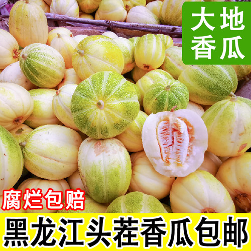 黑龙江头茬香瓜现摘现发脆甜多汁