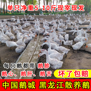 东北整只笨大鹅农村自家散养现杀现发新鲜好吃变质包赔 依安大鹅
