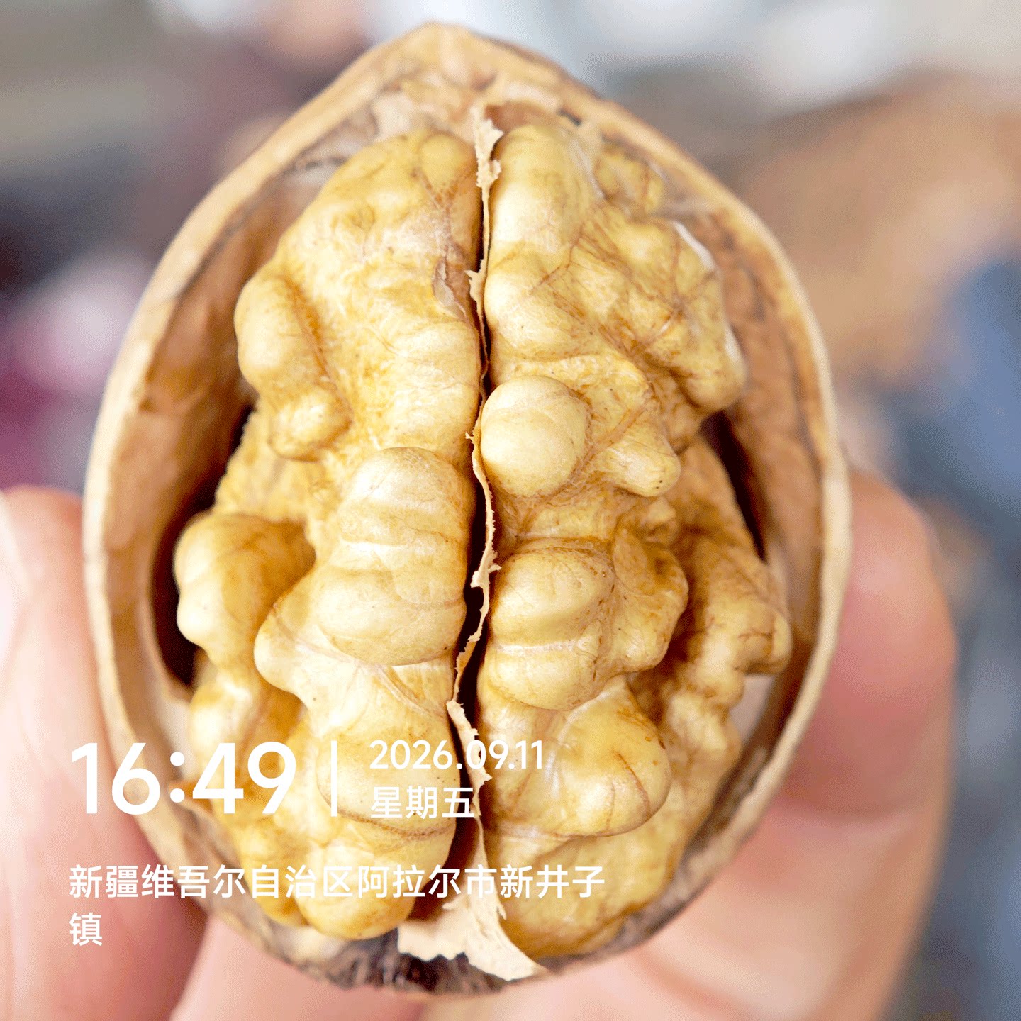 出仁率高达65%的新疆185纸皮核桃图片