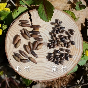 神农架野竹米箭竹米去壳食用糙米煮茶炖汤 凤凰之食250g袋装