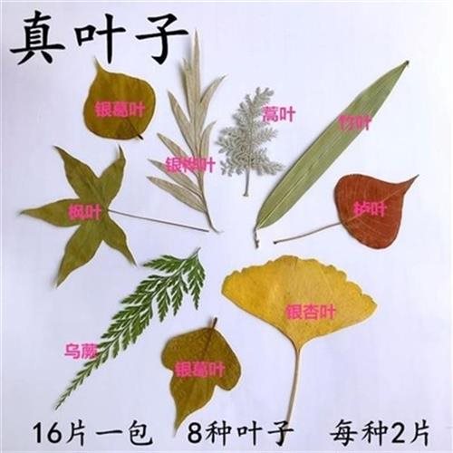 幼儿园大班真画包材料树叶diyw中班树叶手工树叶贴画