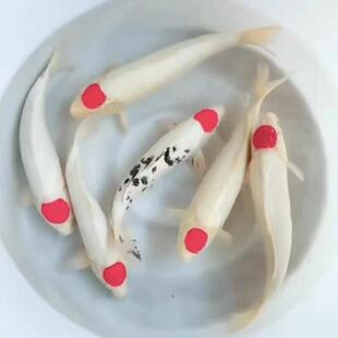 超大的鸿运当头单顶纯血统精品冷水淡水锦鲤昭合红白三色吃奶锦鲤