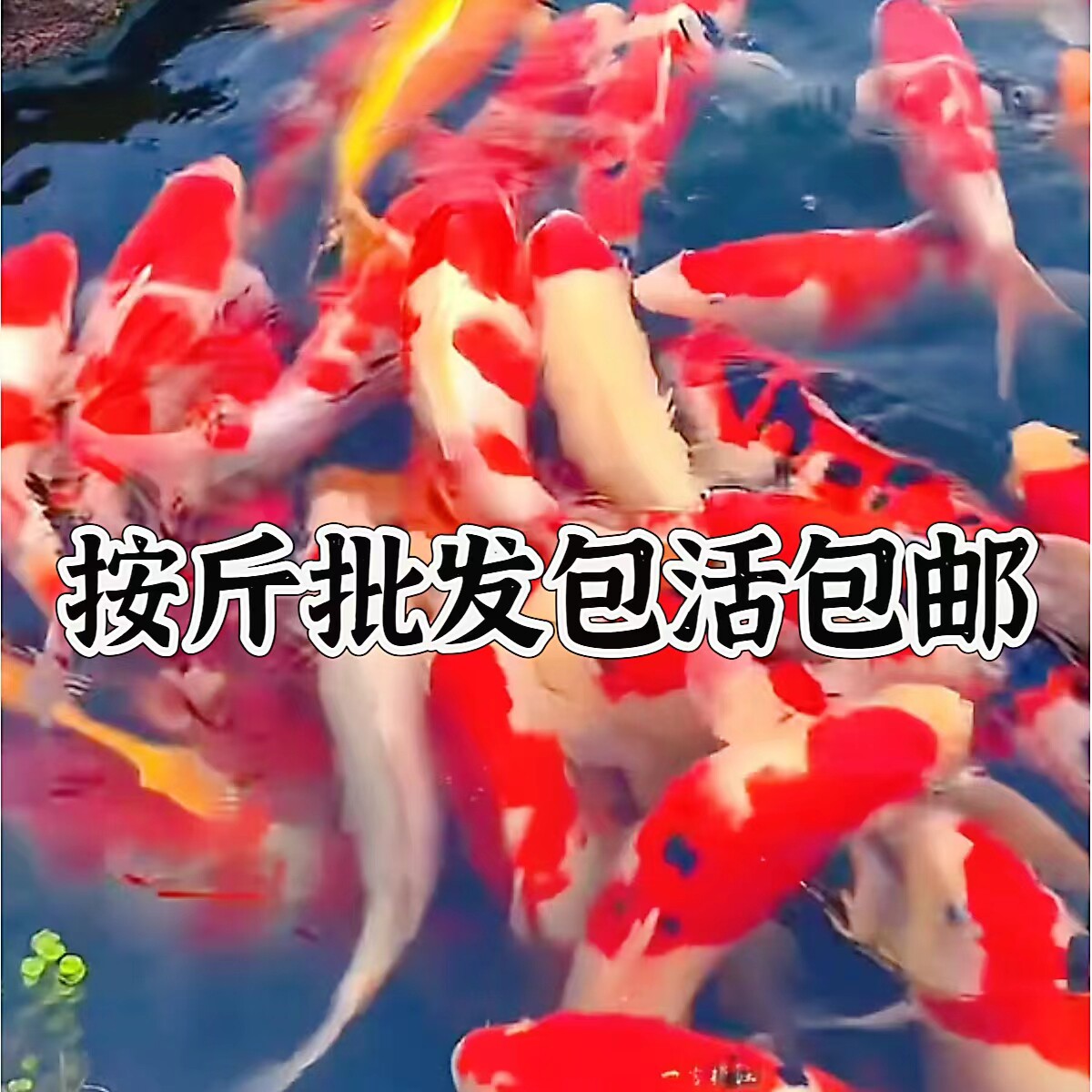 海南云南广西超大锦鲤冷水观赏鱼鱼