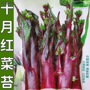 阳台庭院易播 红菜苔蔬菜种子菜心十月红紫菜苔红菜苔家庭种植四季