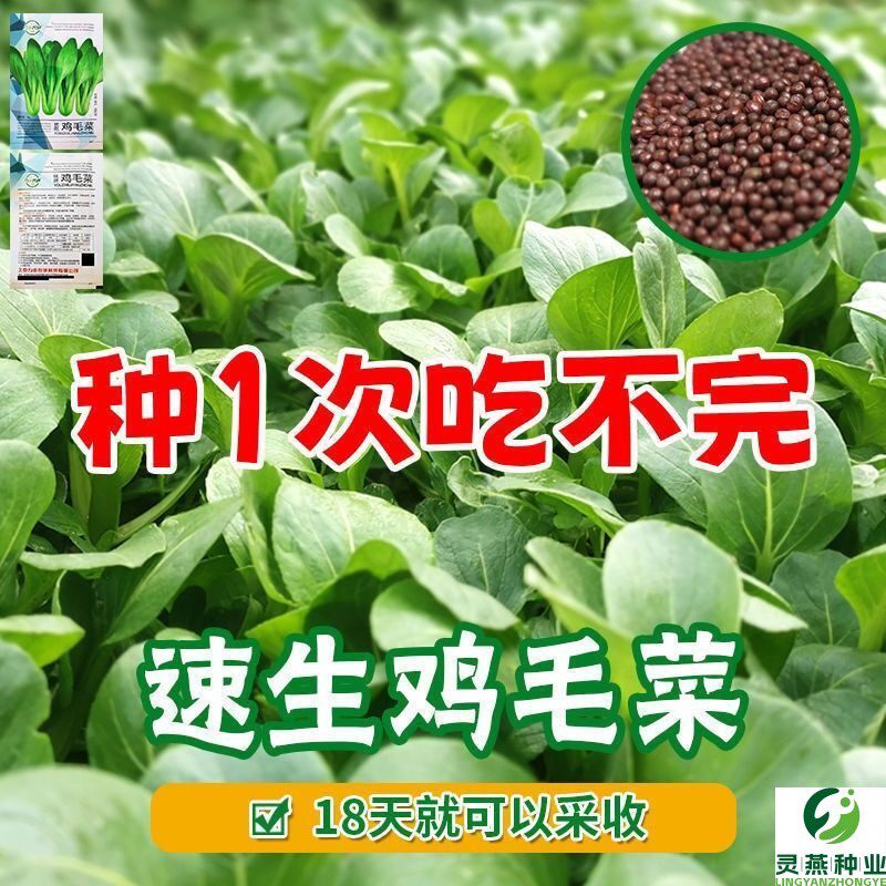 全新鸡毛菜种子 四季播种抗热耐寒蔬菜种子小白菜籽小青菜籽