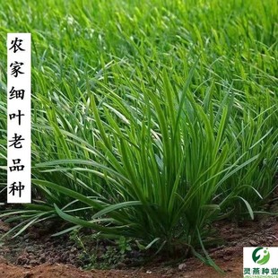 四季韭菜种子老品种小细叶韭菜籽种子浓香阳台盆栽家庭四季种