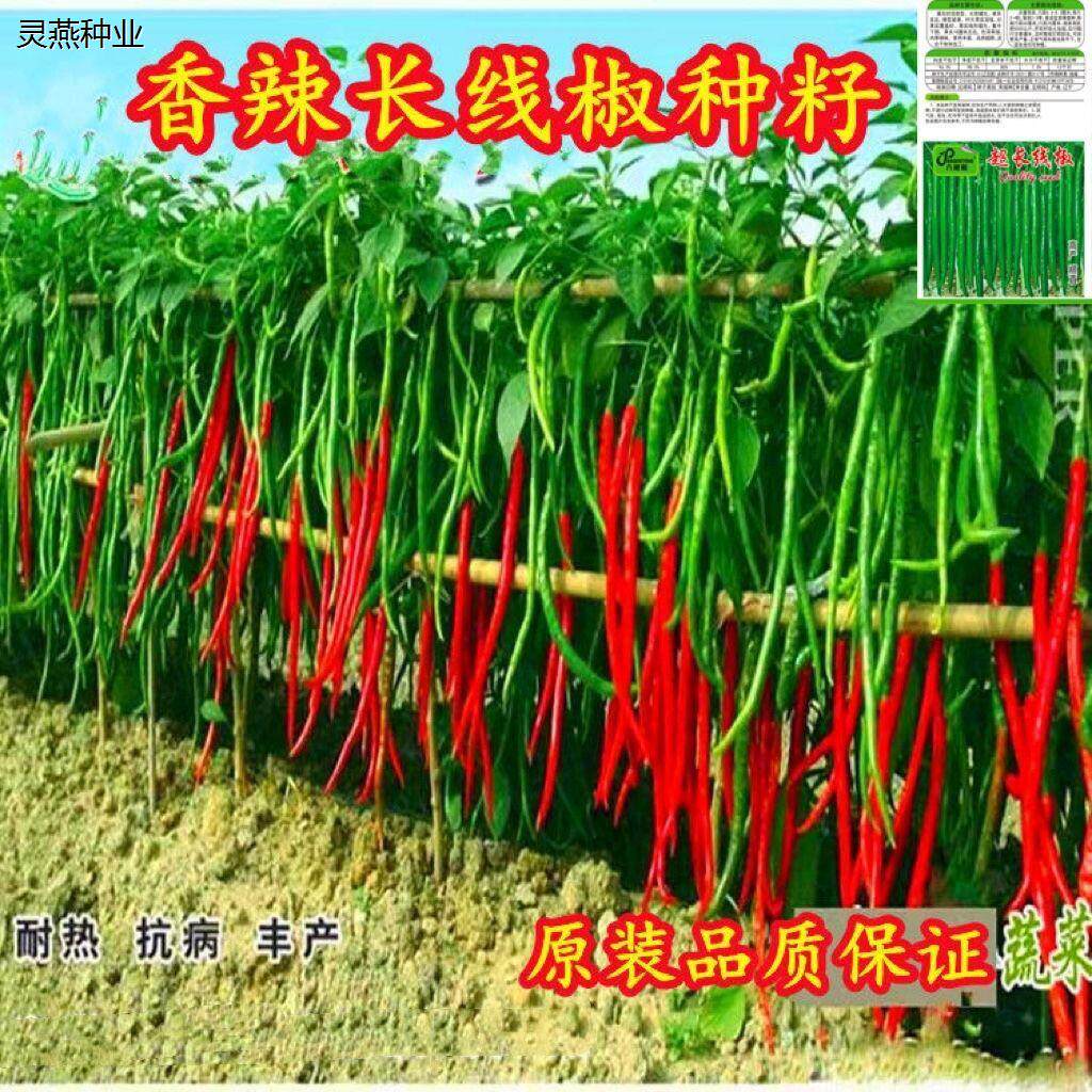 摘不败长线椒香辣王辣椒种子杭椒超长特高产四季盆栽庭院蔬菜种子