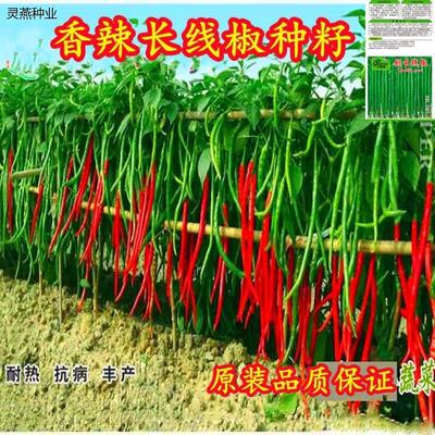 摘不败长线椒香辣王辣椒种子杭椒超长特高产四季盆栽庭院蔬菜种子