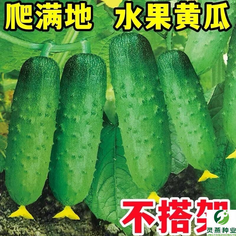 脆甜黄瓜种子水果苗孑满地爬秧四季嫁接瓜小蔬菜种籽香菜种子