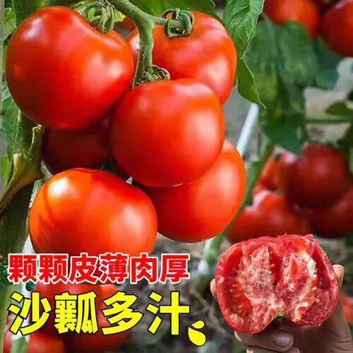 大红番茄种子番茄阳台盆栽庭院蔬菜种子菜籽大全四季