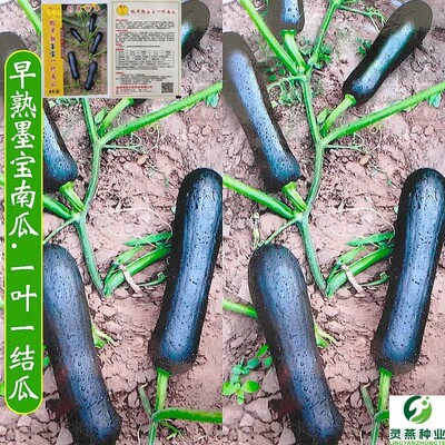 早熟墨宝一代南瓜种子长条黑南瓜种籽老品种春秋四季菜园蔬菜种孑