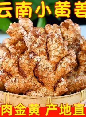 2025云南小黄姜新鲜精品生姜现挖高山沙姜土姜种子蔬菜