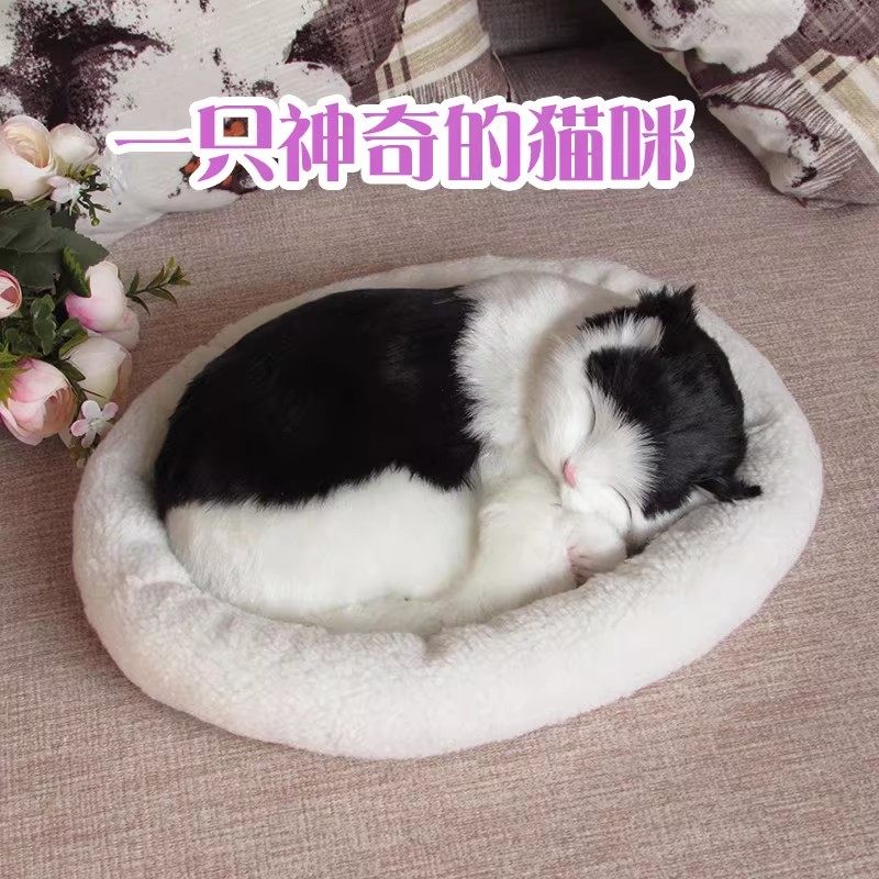 一致神奇的会呼吸的猫