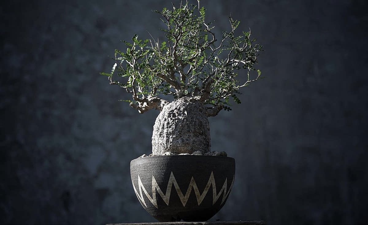 operculicarya pachypus 象足漆树