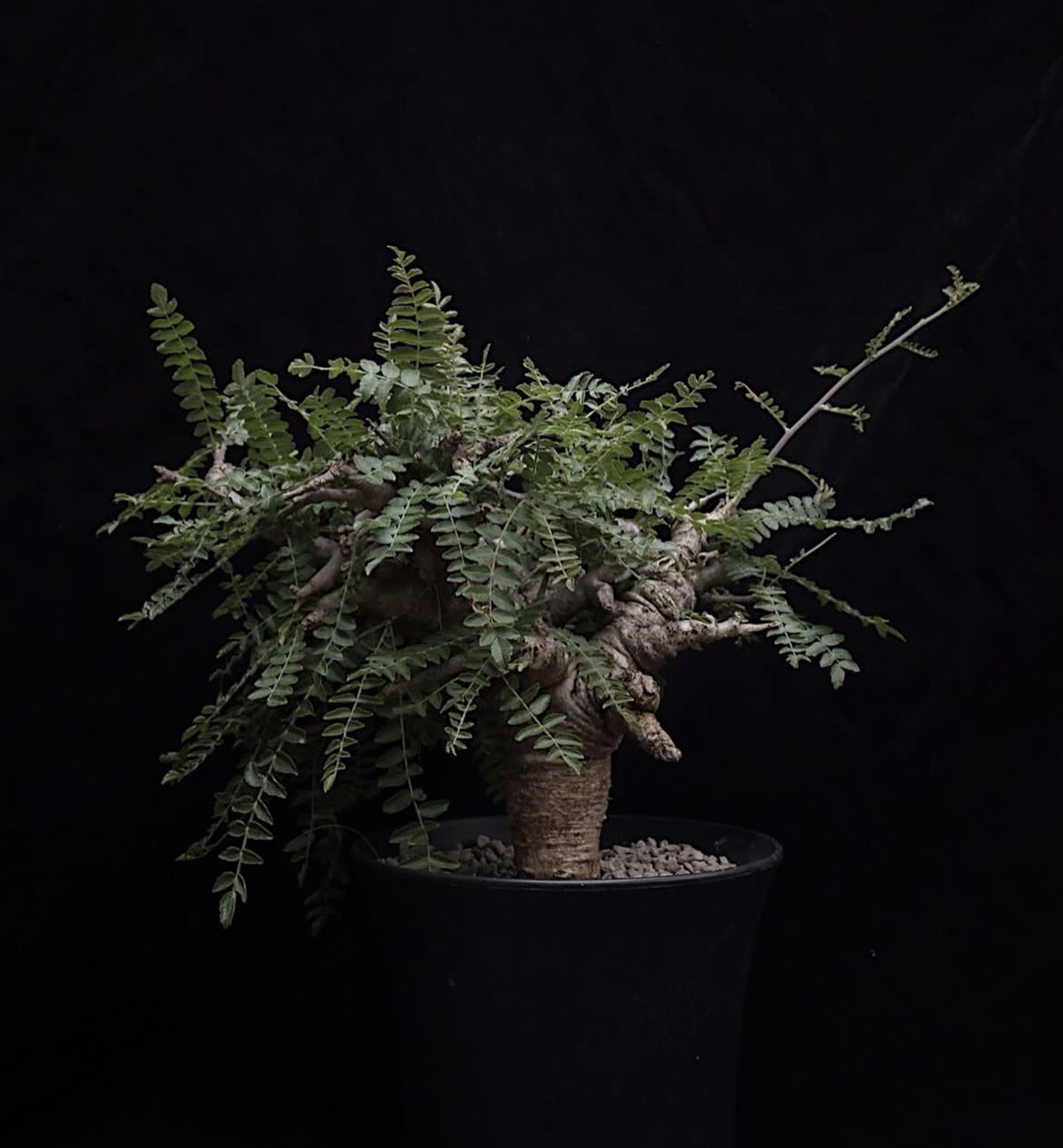 boswellia neglecta 尼勒达乳香