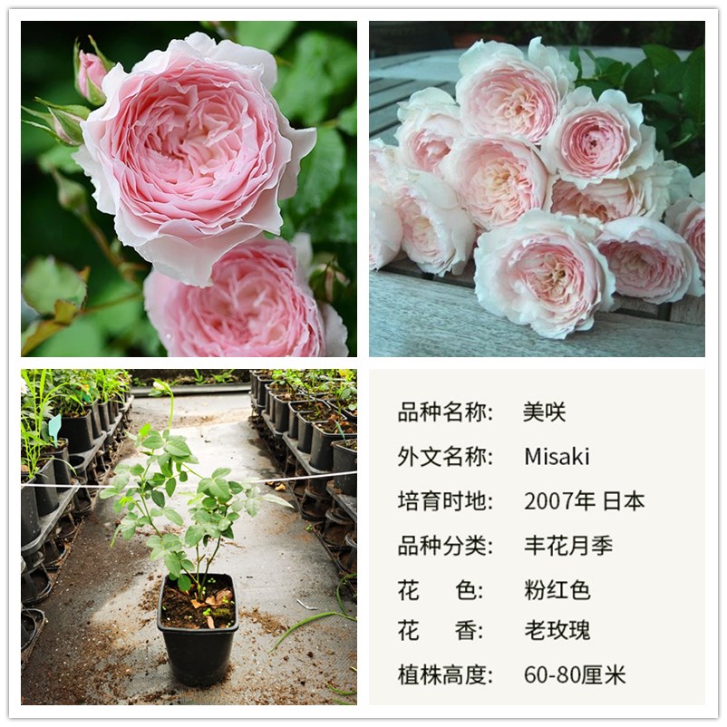 新品美咲粉色达芬j奇灌木月季花苗四季开花阳台庭院大花盆栽