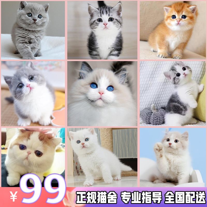 布偶猫英短折耳蓝v猫美短蓝白小猫咪加菲金银渐层幼猫