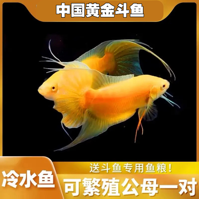 中国斗鱼招财黄金玄黄斗鱼冷水鱼