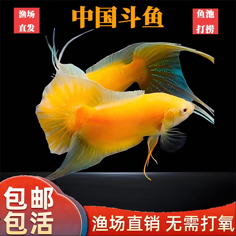中国斗鱼活体无纹蓝帝王蓝淡水冷水耐活好养活观赏鱼免加温免打氧