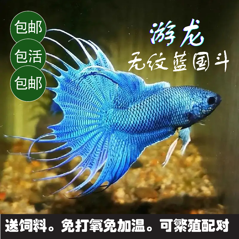 中国斗鱼游龙无纹蓝冷水观赏鱼