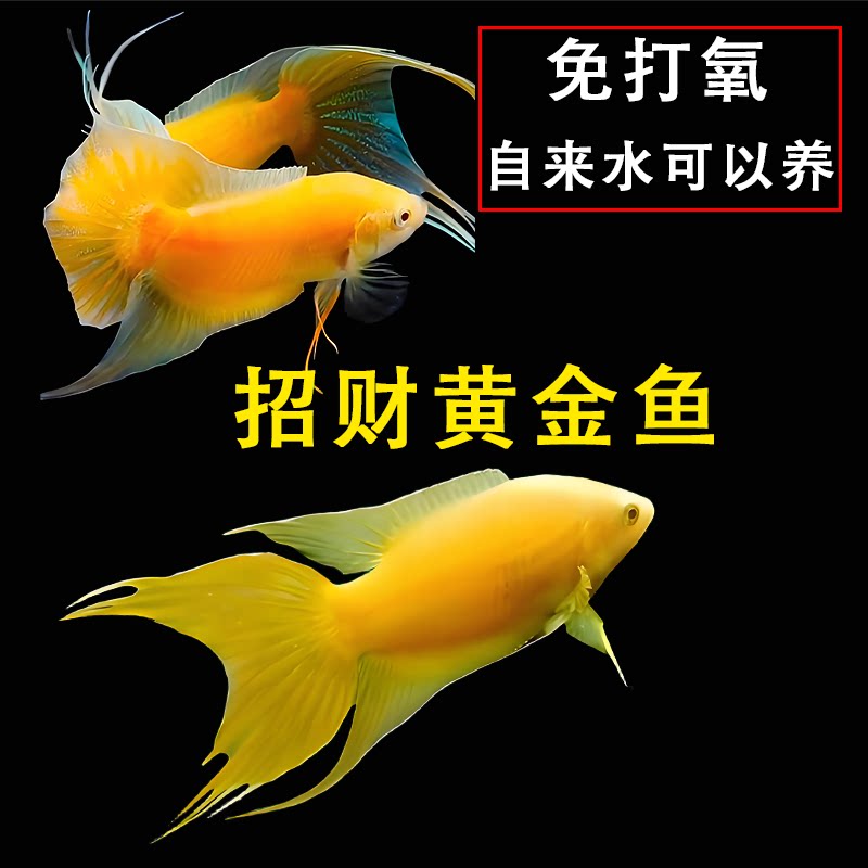 黄金招财鱼中国斗鱼免打氧冷水观赏小鱼好养淡水鱼苗免加温懒人鱼