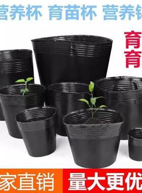 营养杯育苗杯一次性黑色营养袋育苗袋大号播种植塑料育苗盆营养钵