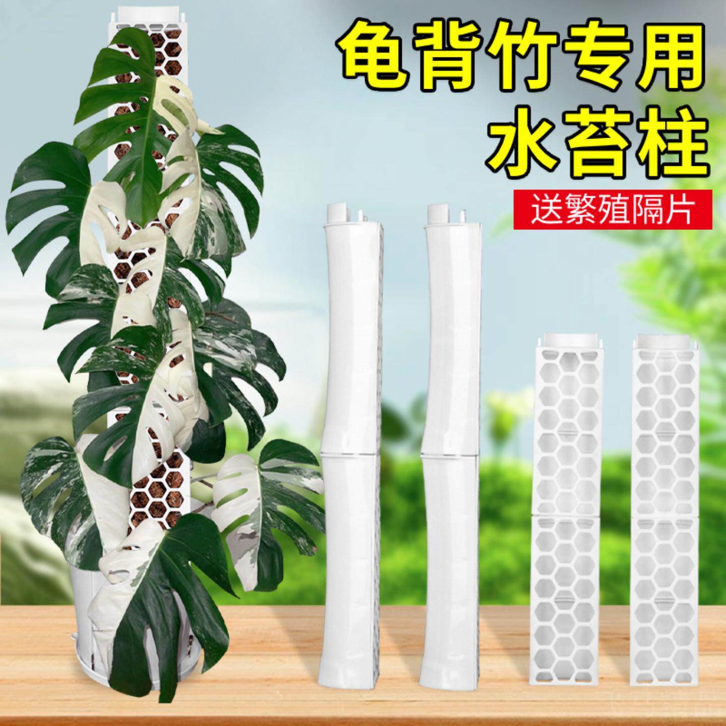 竹节水苔柱专为绿萝龟背竹设计的