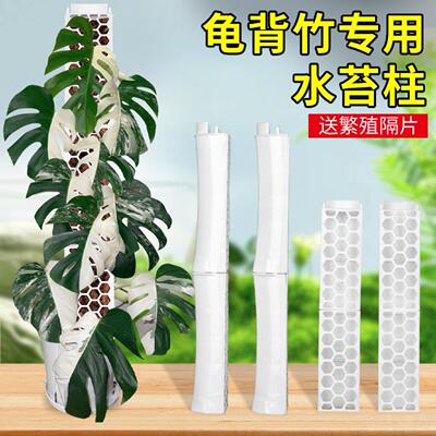 竹节水苔柱专为绿萝龟背竹设计的