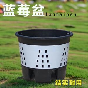 大号透气蓝莓盆塑料花盆