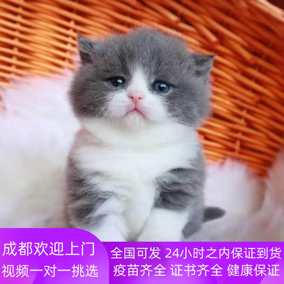 成都猫舍纯种英短蓝白幼猫蓝猫金银渐层美短加白布偶