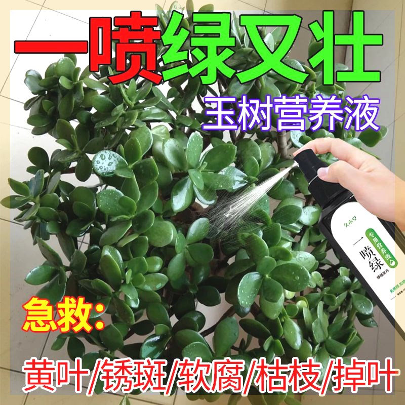 玉树专用肥料营养液治黄叶枯枝烂根干叶薄软壮根爆芽液体肥