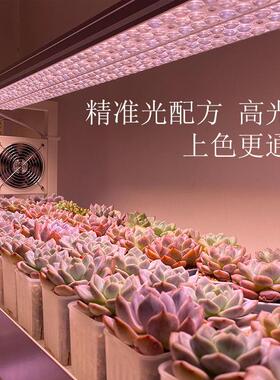 植物之光T聚光透镜LED全光谱自然光防徒上色室内家用多肉补光灯
